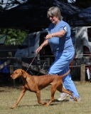 DOG_7978