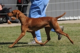 DOG_7987