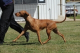 DOG_8003