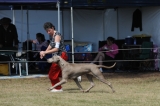 DOG_8030