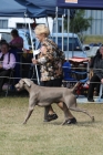DOG_8041