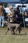 DOG_8043