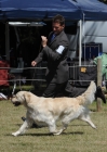 DOG_8136c