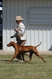 DOG_8142