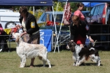 DOG_8160