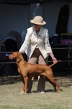 DOG_8164