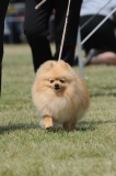 DOG_8286
