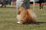 DOG_8292