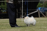 DOG_8300