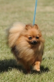 DOG_8315