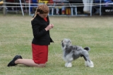 DOG_8474