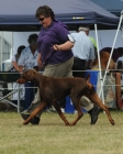DOG_8557