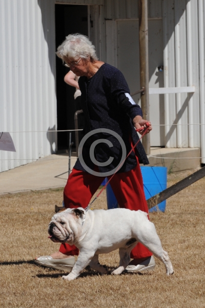 DOG_3445.JPG