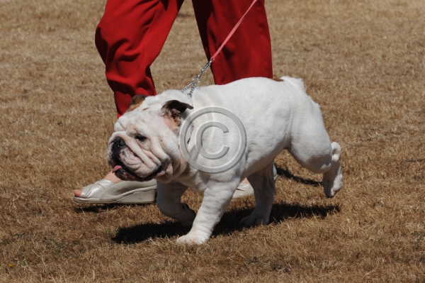 DOG_3448.JPG