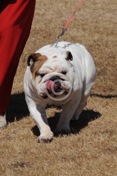 DOG_3450.JPG