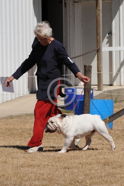 DOG_3459.JPG