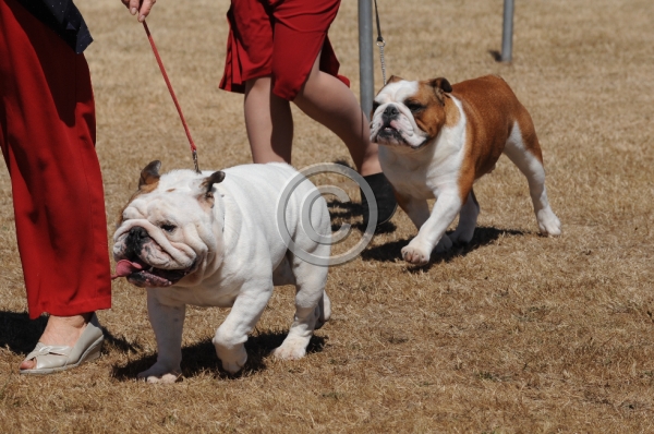 DOG_3463.JPG