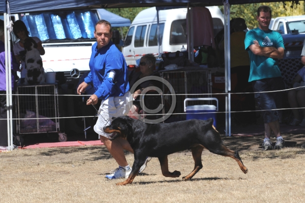 DOG_3623.JPG