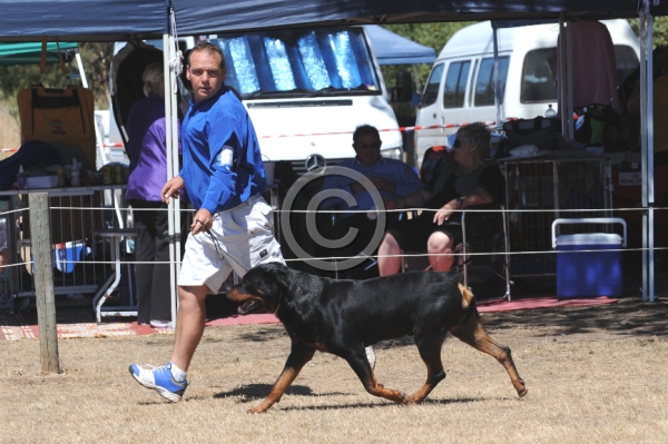 DOG_3625.JPG