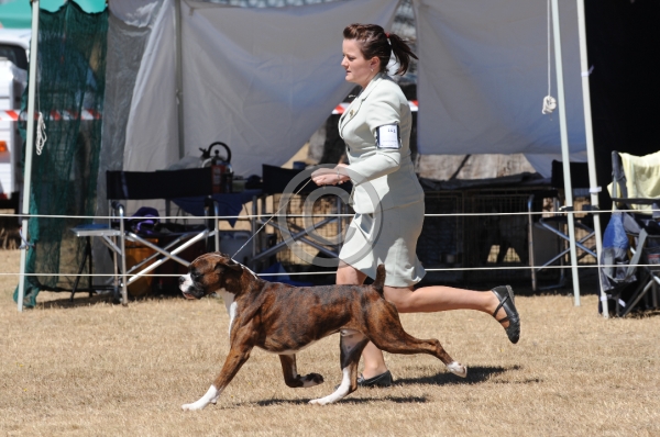DOG_3631.JPG