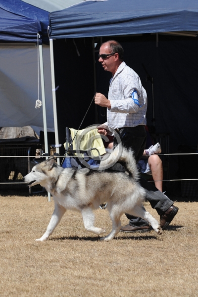DOG_3642.JPG