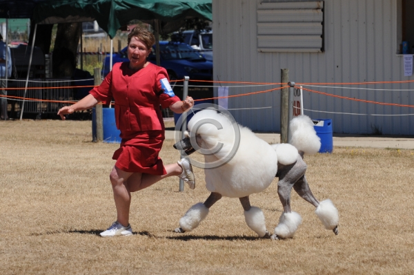 DOG_3669.JPG