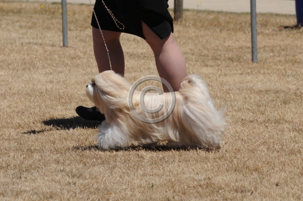 DOG_3671.JPG