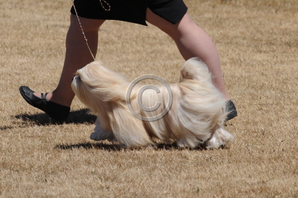 DOG_3672.JPG