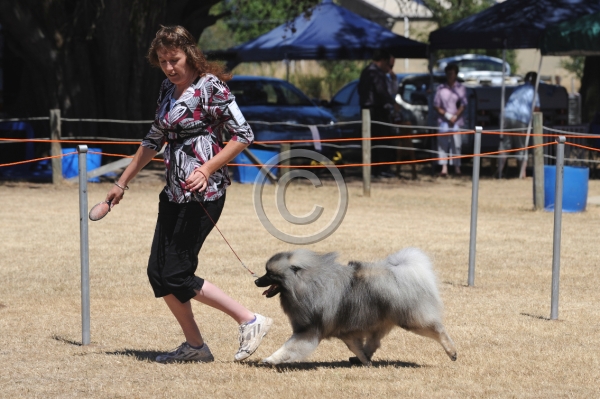 DOG_3686.JPG