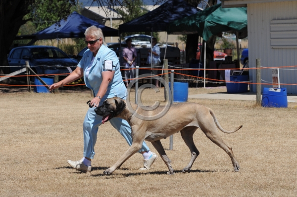 DOG_3700.JPG