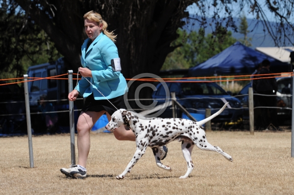 DOG_3722.JPG
