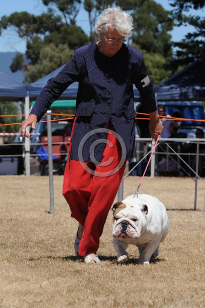 DOG_3734.JPG