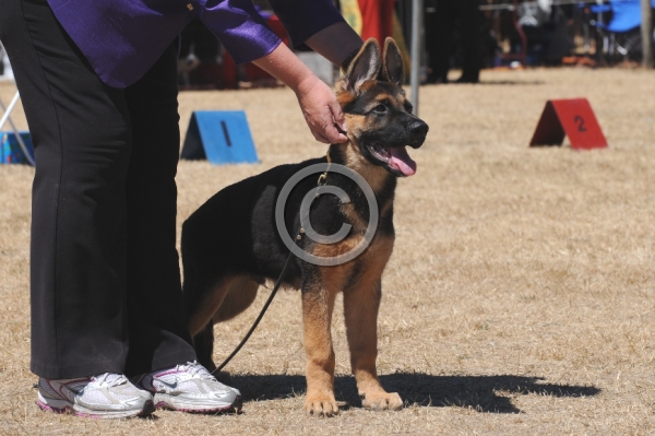 DOG_3921.JPG