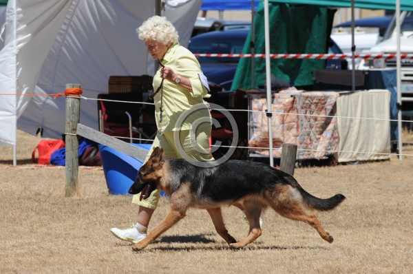 DOG_3936.JPG