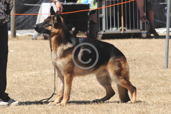 DOG_4038.JPG