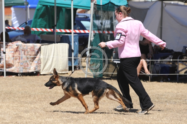 DOG_4046.JPG