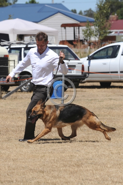 DOG_4118.JPG