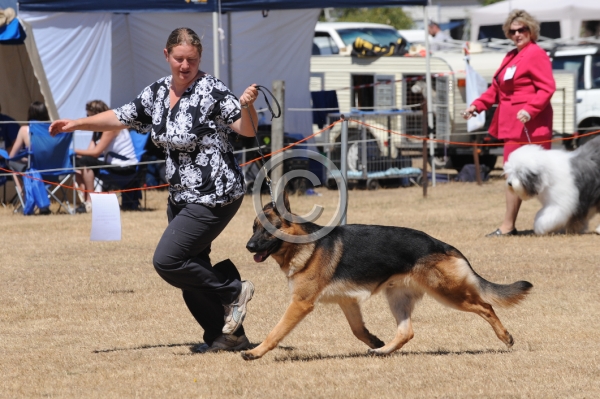 DOG_4202.JPG