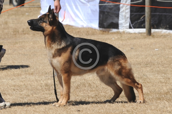 DOG_4216.JPG