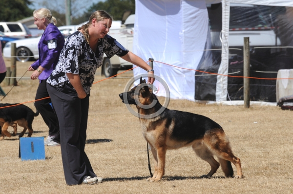 DOG_4217.JPG