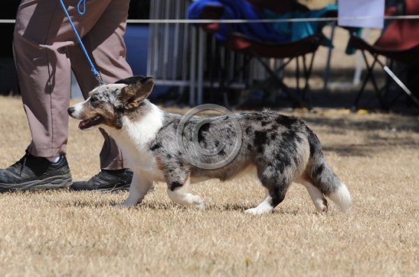 DOG_4245.JPG