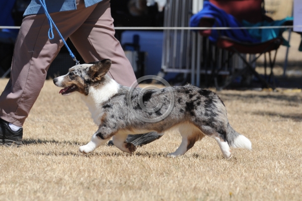 DOG_4246.JPG