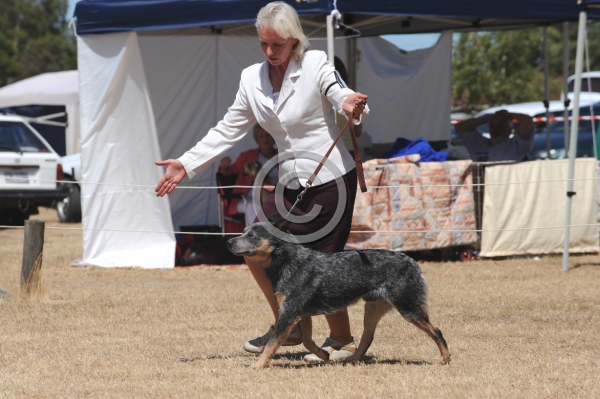 DOG_4267.JPG