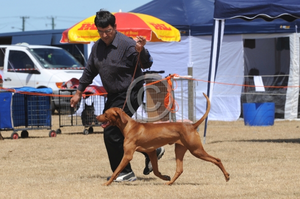 DOG_4306.JPG