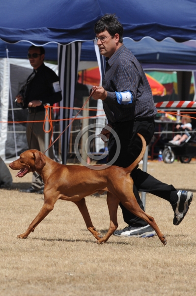 DOG_4325.JPG