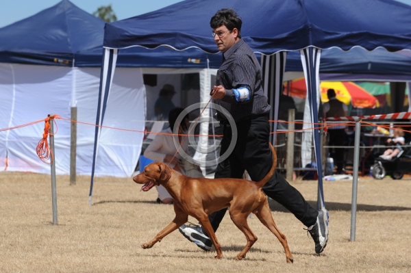 DOG_4327.JPG