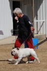 DOG_3445