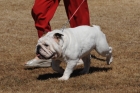 DOG_3448