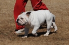 DOG_3449