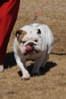 DOG_3450